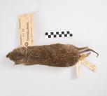 Southern brown bandicoot Southern brown bandicoot