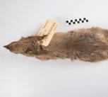 Greater bilby skin Greater bilby skin