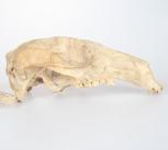 Wallaby skull Wallaby skull