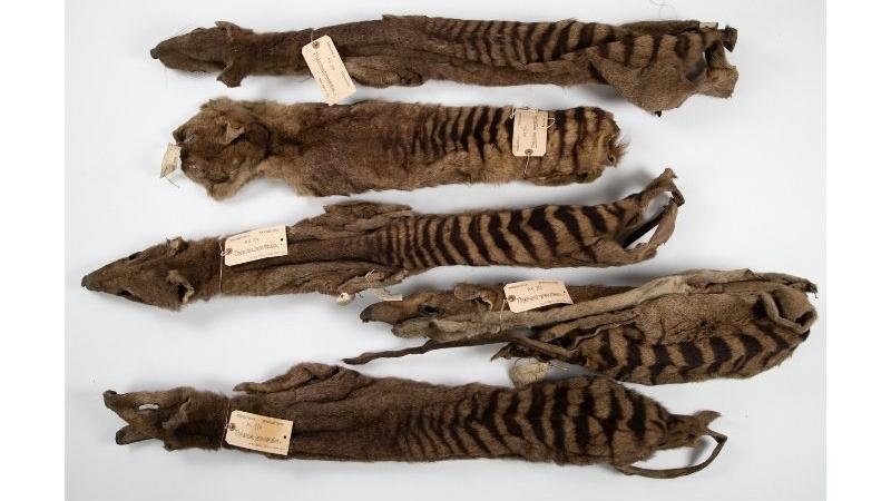 Thylacine skins Thylacine skins