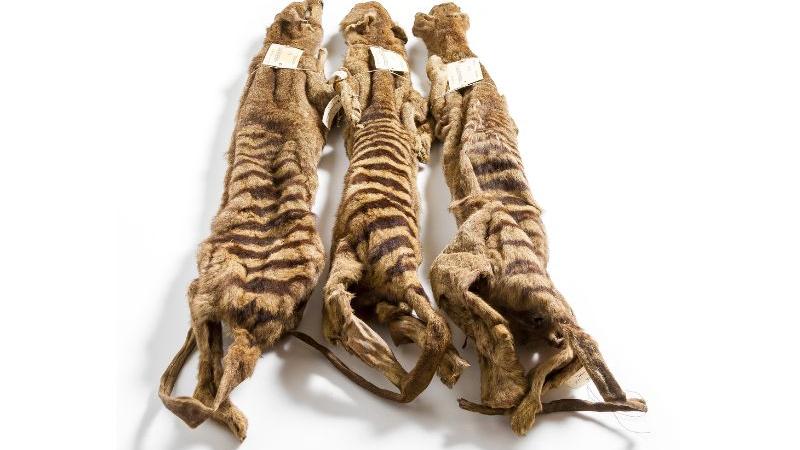 Tasmanian tiger skins Tasmanian tiger skins