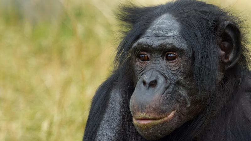 Bonobo