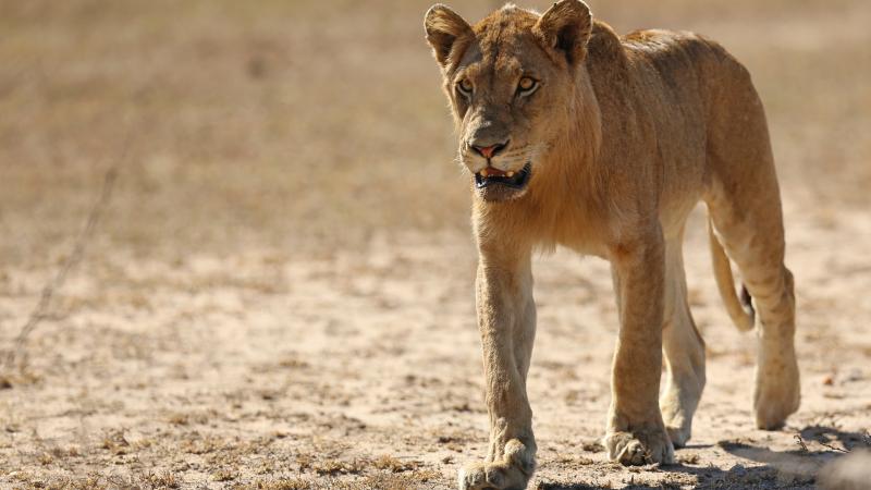 Female lion