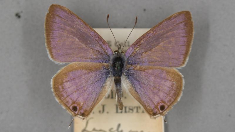 long-tailed blue long-tailed blue