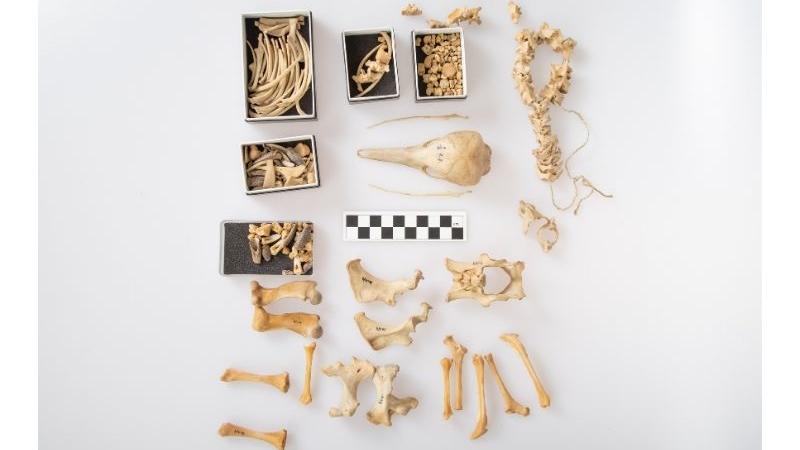 Schwarzchild echidna