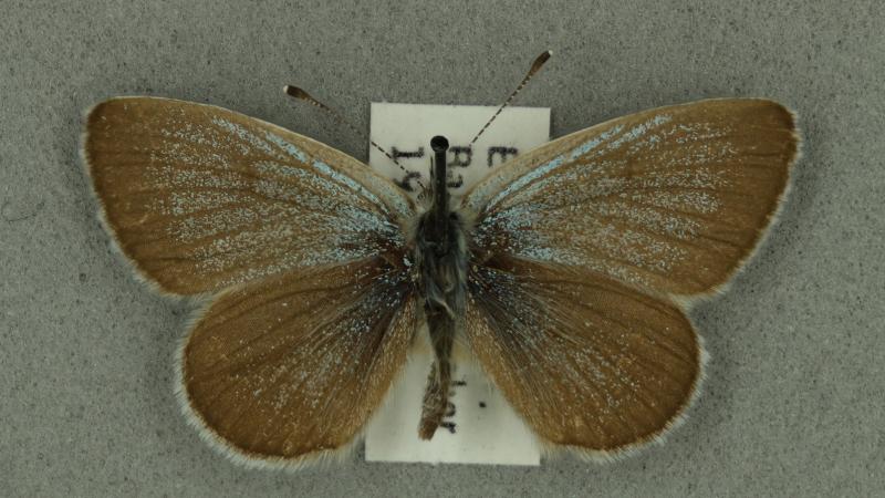 small blue small blue
